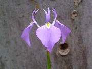 Moraea tripetala